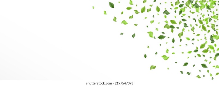 Swamp Leaves Organic Vector Panoramic White Background Backdrop. Fresh Greenery Illustration. Grassy Foliage Forest Branch. Leaf Falling Concept.