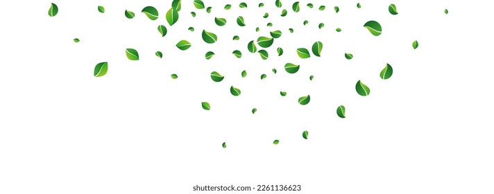 Swamp Leaves Organic Vector Panoramic White Background. Abstract Foliage Banner. Forest Greens Ecology Backdrop. Leaf Tea Concept.