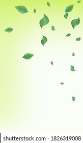 Swamp Leaves Realistic Vector Green Background Wallpaper. Abstract Greenery Poster. Green Foliage Tea Backdrop. Leaf Fresh Border.