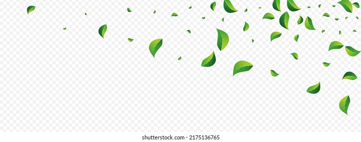 Swamp Leaves Realistic Vector Panoramic Transparent Background. Tea Leaf Banner. Grassy Foliage Herbal Concept. Greens Falling Design.