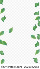 Swamp Leaves Realistic Vector Transparent Background Border. Forest Greenery Template. Grassy Foliage Tea Concept. Leaf Swirl Brochure.