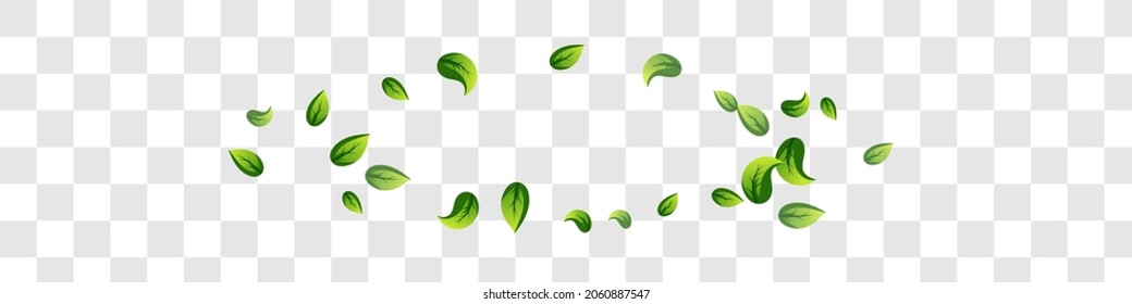 Swamp Leaves Spring Vector Panoramic Transparent Background Brochure. Flying Greens Branch. Lime Foliage Realistic Concept. Leaf Abstract Poster.
