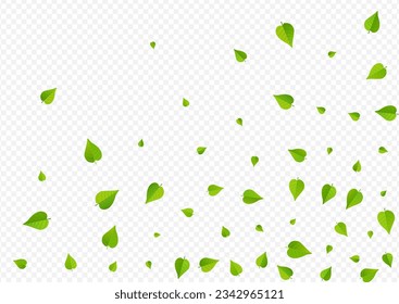 Swamp Leaves Spring Vector Transparent Background Backdrop. Swirl Greens Branch. Mint Leaf Tea Pattern. Foliage Transparent Poster.