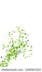 Swamp Leaves Spring Vector White Background. Organic Leaf Template. Olive Greens Forest Border. Foliage Tea Backdrop.