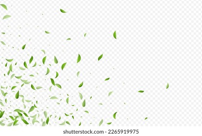Swamp Leaves Tea Vector Transparent Background Design. Wind Greens Template. Mint Foliage Ecology Wallpaper. Leaf Nature Plant.