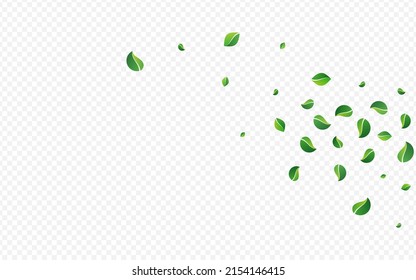 Swamp Leaves Transparent Vector Transparent Background. Fly Foliage Illustration. Grassy Greens Fresh Wallpaper. Leaf Spring Border.
