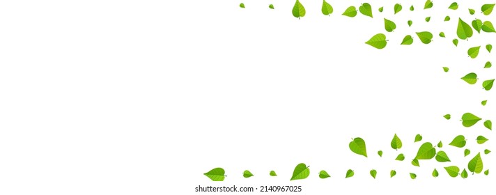 Swamp Leaves Transparent Vector Panoramic White Background Backdrop. Tea Leaf Brochure. Lime Greens Tree Wallpaper. Foliage Fresh Template.