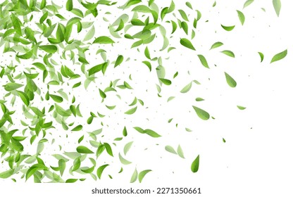 Swamp Leaves Transparent Vector White Background Branch. Ecology Foliage Brochure. Forest Greens Wind Template. Leaf Herbal Pattern.