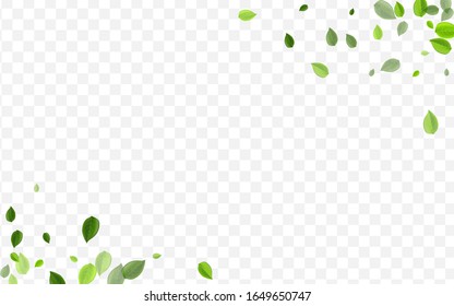 Swamp Leaves Vector Plant. Lime Greens Spring Poster. Realistic Branch. Grassy Foliage Herbal Border.