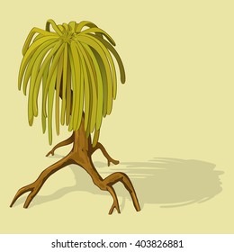 swamp mangrove tree