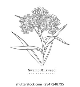 Swamp Milkweed Wildflower. Hand drawn of medicinal plant isolated. Asclepias incarnata plant in vintage linear style. Swamp Milkweed Wetland vector illustration