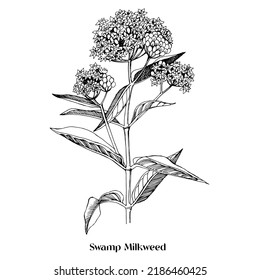 Swamp Milkweed Wildflower. Medicinal plant