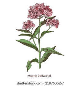 Sumpf-Milkweed-Wildblume. Arzneimittelpflanze