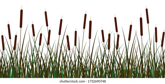 Swamp reeds background. Green swamp canes reed brown inflorescences bush with foliage open space beautiful vector botanical cattail ornament clipart pond river.