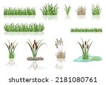 Swamp reeds in grass. Vector illustration of lake thickets. Vegetation of pond with mirror reflection in water.
