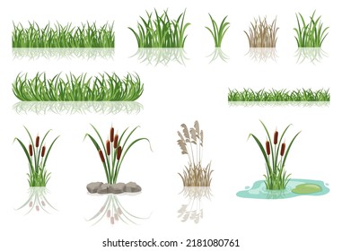 Swamp reeds in grass. Vector illustration of lake thickets. Vegetation of pond with mirror reflection in water.