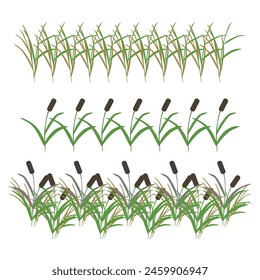 Swamp reeds, simple grass. Set of borders for your design. Vector illustration on white background.