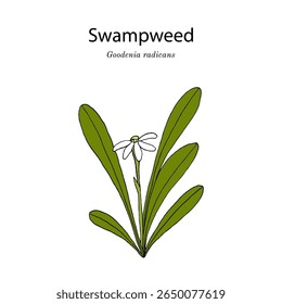 Algas ou remuremu (Goodenia radicans), planta rasteira perene. Ilustração vetorial botânica desenhada à mão