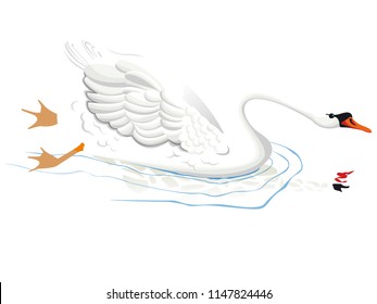 swan alone in color