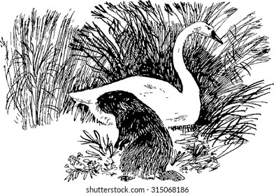 swan, beaver, beaver and swan, swan drawing, sketch beaver