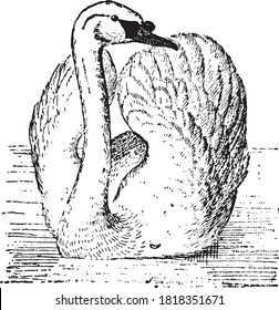 Pájaro cisne, del diccionario de palabras y cosas, 1888.