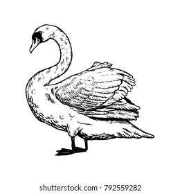 Swan bird engraving vector illustration. Isolated image on white background. Scratch board style imitation. Hand drawn image.