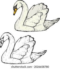 Swan bird floating elegantly. Hand drawn vector illustration.