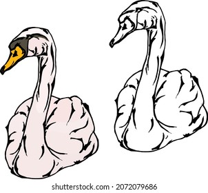 Swan bird floating gracefully. Hand drawn vector illustration.