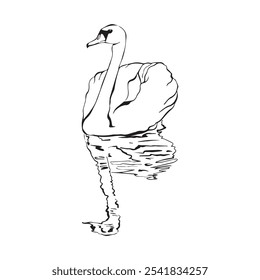 Swan bird on water surface in continuous line art drawing style. Black linear sketch isolated on white background. Vector illustration