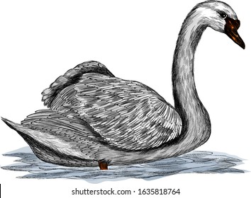 Swan bird with spread wings grey vector illustration