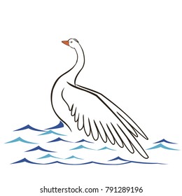 Swan. Bird, vector illustration