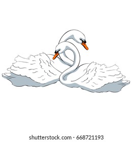 Swan couple bird white color swims Vector illustration