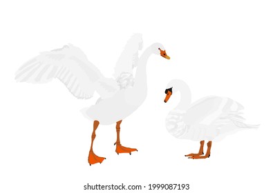 Swan couple in love vector illustration isolated on white background. Goose vector. Big bird from farm nature pose. Wedding symbol. Swan spread wings. Bird family by the lake. Couple in love.