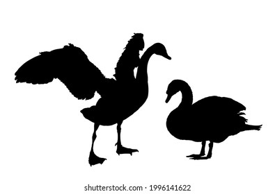 Swan couple in love vector silhouette illustration isolated on white background. Goose vector. Big bird from farm nature pose. Wedding symbol. Swan spread wings. Bird family by lake. Couple in love.