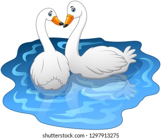 Swan couples on the lake