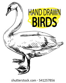 Swan. Drawing by hand in vintage style. Picture pen sketch.