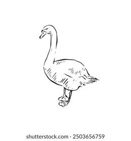 A swan drawn in black and white line. British protected bird drawn by hand as a vector.