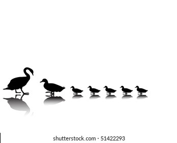 Swan With Duck Family