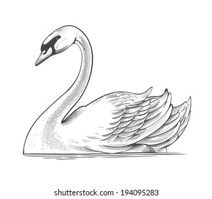 art pencil easy drawing Images, Stock Photos Drawing  Vectors Swan Shutterstock &