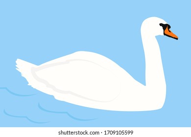  Swan Fizz vector isolated on blue water (lat. Cygnus olor). Swan stock illustration
