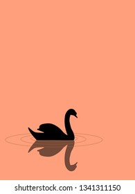 Swan floating on the water