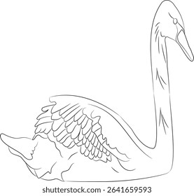 swan floating on the water