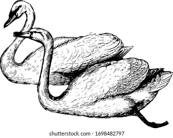 Swan has been an object of admiration for its graceful neck, vintage line drawing or engraving illustration.