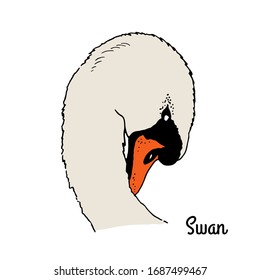 Skizze mit Schwanenkopf, Vektorillustration-Illustration von Vogel einzeln auf weißem Hintergrund