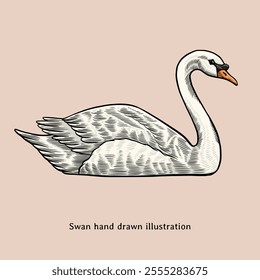 Swan illustration. Swan hand drawn illustration in vintage style. Geese illustration