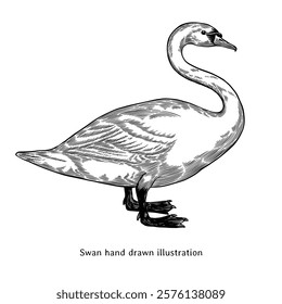 Swan illustration. Swan sketch. Swan hand drawn illustration in vintage engraving style. Geese illustration