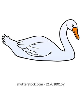 swan illustration,isolated on white background,top view