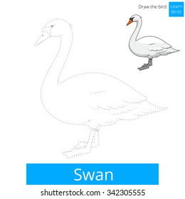 Swan learn birds educational game learn to draw vector illustration
