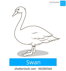 Swan learn birds educational game coloring book vector illustration
