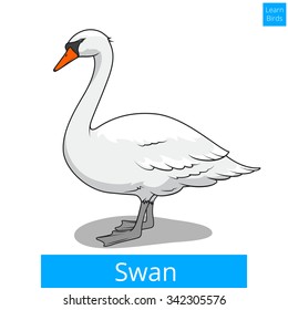 Swan learn birds educational game vector illustration